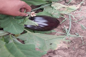 Eggplant (Aubergines) from Kenya