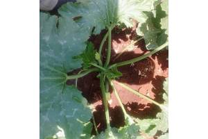 Zuchinni from Kenya