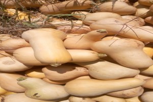 Butternut from Kenya