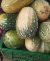 Pumkins from Kenya