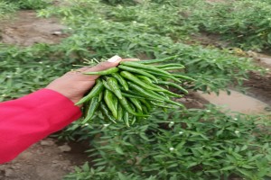 Red and Green Chillies from Kenya