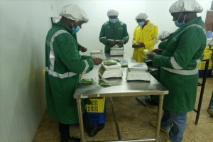 Fruit full farms ltd from Kenya