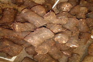 Arrowroots from Kenya