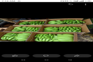 FRESH CAVENDISH BANANAS from Kenya