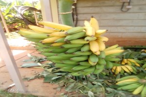 Bananes plantain from Kenya