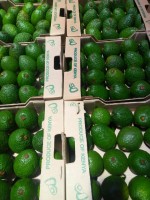 Hass Avocados from Kenya