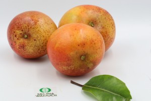 Apple Mango from Kenya