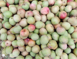 Apple Mangoes from Kenya