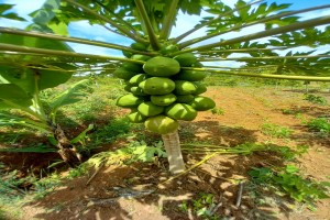 Pawpaw calina fresh mature fruit from Kenya