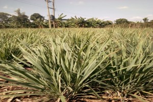 Lemon Grass from Kenya