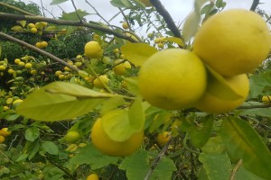 Lemons from Kenya