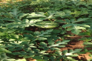 Sukari F1 Watermelon from Kenya