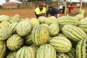 Watermelon from Kenya