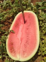 Watermelon from Kenya