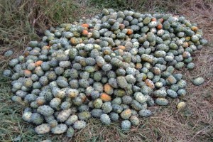 Thorn Melon from Kenya