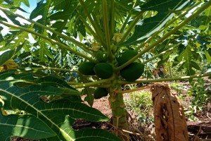 Pawpaw looking for mark from Kenya