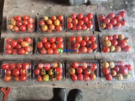 Cherry tomato round variety SW from Kenya