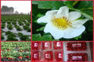 Strawberries from Kenya