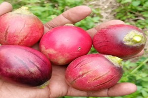 tomatoes trees from Kenya