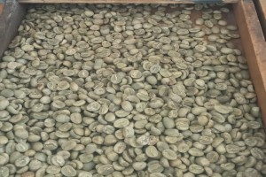 Arabica Coffee from Kenya