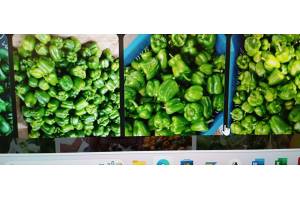 CAPSICUM GREEN from Kenya