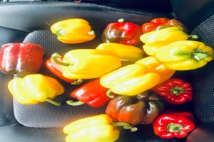 Capsicum from Kenya