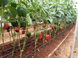Bell pepper/ capsicum from Kenya