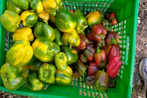 Bell Capsicum from Kenya