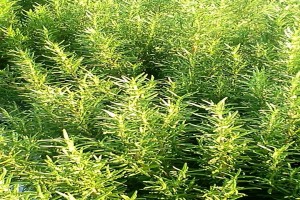 Rosemary leaves fredh from Kenya