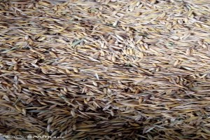 Oats from Kenya
