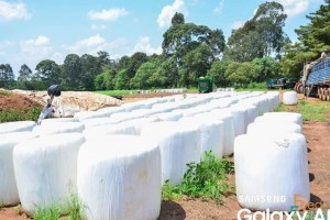 Baled Maize Silage from Kenya