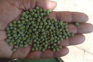 Green Grams from Kenya