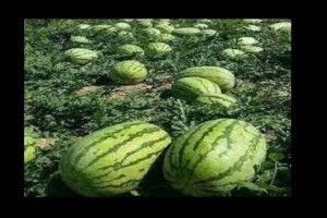Water Mellon sukari f1 from Kenya