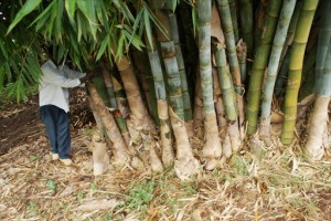 Bamboo from Kenya