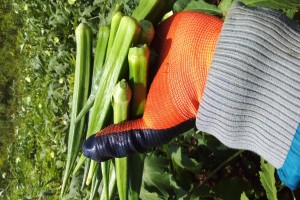 Okra from Kenya