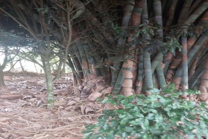 Bamboo from Kenya