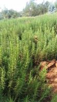 FRESH ROSEMARY HERBS from Kenya