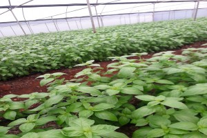 Basil Leaves from Kenya
