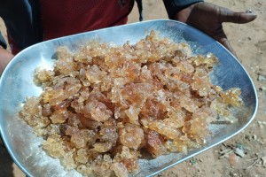 Arabic Gum from Kenya