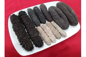Sea Cucumber from the Republic of Kiribati from Kiribati