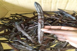 Vanilla from Comoros