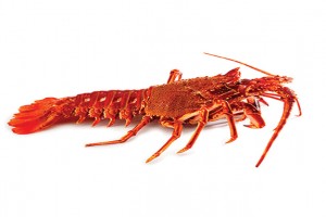 Red lobster from Comoros
