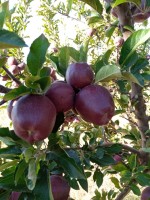 Red Apples from Lebanon from Lebanon