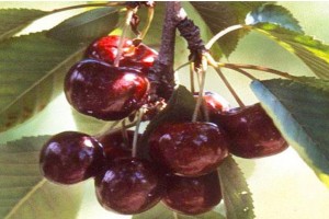 Cherries from Lebanon