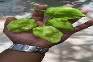 Scotch Bonnet from Sri Lanka