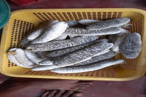 Sea cucumber ( sand fish) Sri lankan from Sri Lanka
