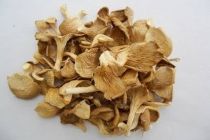 Dried Oyster Mushroom from Sri Lanka