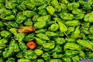 scotch bonnet pepper from Sri Lanka