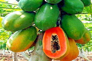 Red Lady Papayas from Sri Lanka