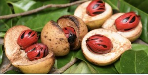 Nutmeg from Sri Lanka